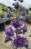 Delphinium Highlander Sweet Sensation image