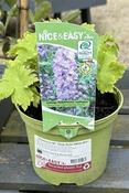 Delphinium MF 'Deep Rose White Bee'