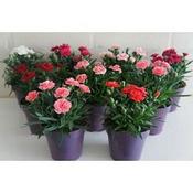 Dianthus car. 'Oscar' mix image
