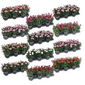 Dianthus car. 'Oscar' mix² P10.5 image
