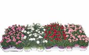 Dianthus mix image