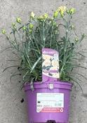 Dianthus sunflor 'Bling Bling'®
