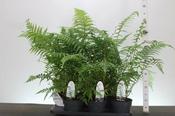 Dicksonia antarctica 1.5 Ltr pot image
