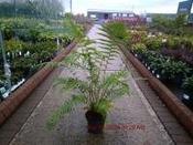 DICKSONIA antarctica image