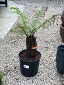 DICKSONIA antarctica 30cm image