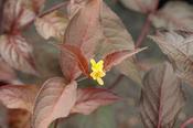 Diervilla sessilif. 'Butterfly'