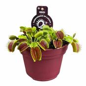 Dionaea muscipula 'Venus Flytrap' image