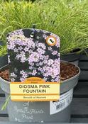 DIOSMA PINK FOUNTAIN image