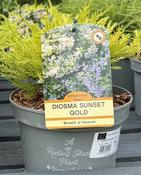 DIOSMA SUNSET GOLD image