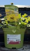 Doronicum or. 'Little Leo' image