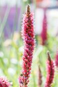 Echium pininana 'Pink Fountain' image