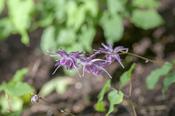Epimedium gr. Lilafee ®