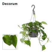 Epipremnum pinnatum 'Aureum' P18, hanging pot image