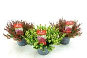 Erica carnea mix image