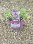 Erigeron 'Sea Breeze' ®