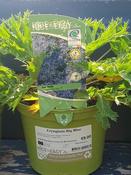 Eryngium Big Blue image