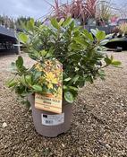 ESCALLONIA GOLD BRIAN image