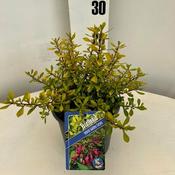 Escallonia 'Golden Carpet' 2 Ltr pot image