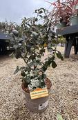 ESCALLONIA IVEYII