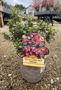 ESCALLONIA RED DREAM