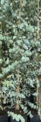 EUCALYPTUS GUNNII image