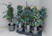 Eucalyptus pulv. 'Baby Blue' image