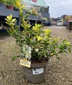 EUONYMUS F. BLONDII image