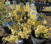 Euonymus fort. 'Goldy'®