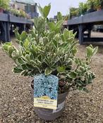 EUONYMUS J. GREY BEAUTY image