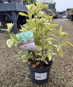 EUONYMUS jap. Bravo image