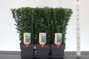 Euonymus jap. 'Green Spire' 2L