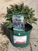Euphorbia amygd. 'Purpurea' (Rubra) image