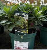 Euphorbia amygd. var. robbiae image