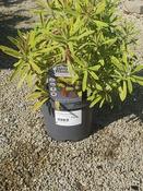 EUPHORBIA Ascot Rainbow image