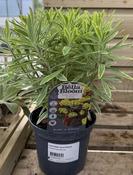 EUPHORBIA Ascot Rainbow image