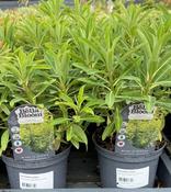 EUPHORBIA melifera image