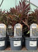 EUPHORBIA Miner's Merlot 2L image
