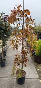 FAGUS S.PURPUREA PENDULA image