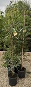 FAGUS SYLVATICA image