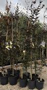 FAGUS SYLVATICA DAWYCKS PURPLE image