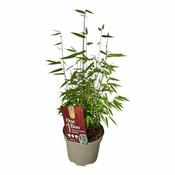 Fargesia 'Red Dragon' 2 Ltr pot image