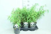 Fargesia rufa 2 Ltr pot image