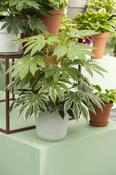 FATSIA japonica image