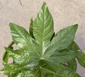 FATSIA japonica image