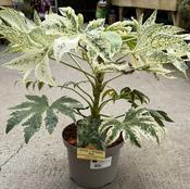 FATSIA JAPONICA SPIDERS WEB image