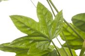 Fatsia polycarpa 'Greenfingers'®