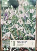 GALANTHUS SNOWDROPS x10 image