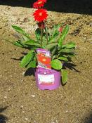 Garvinea Sweet Love ®