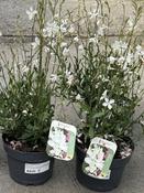 Gaura lindheimeri white 2 Ltr pot image