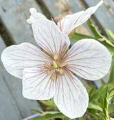 Geranium clarkei 'Kashmir White'